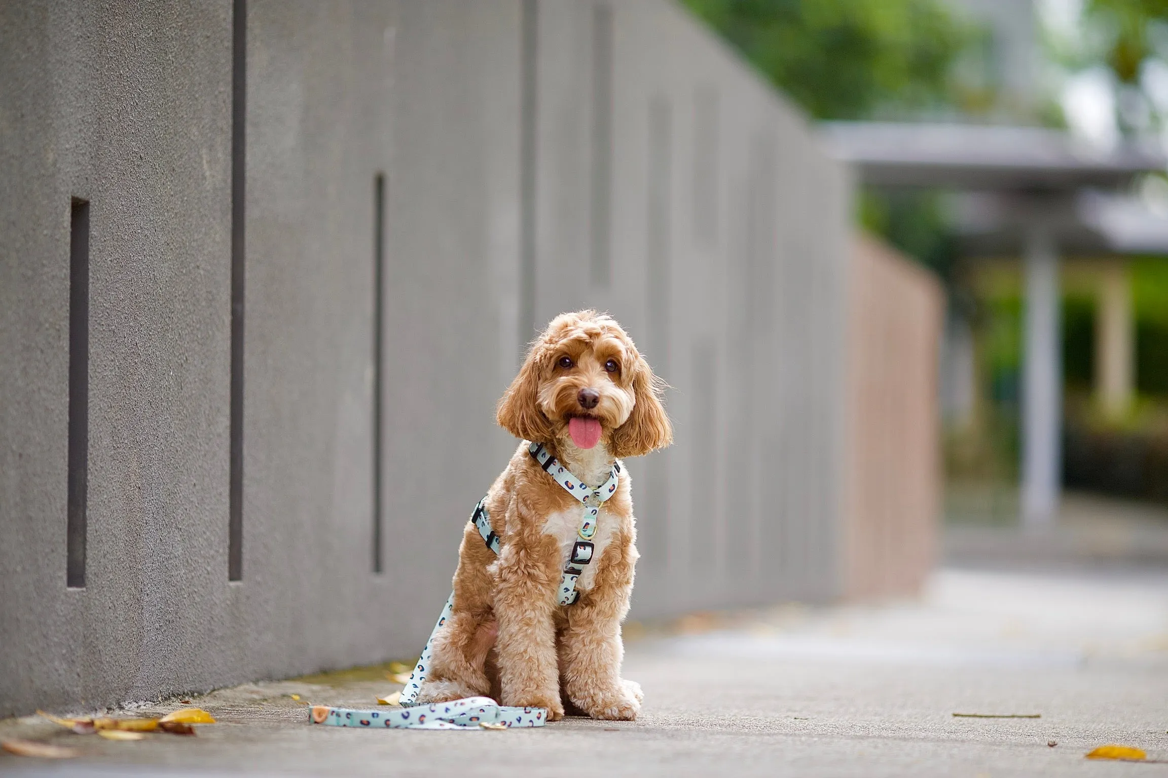 Gentle Pup - Baby BamBam Leash