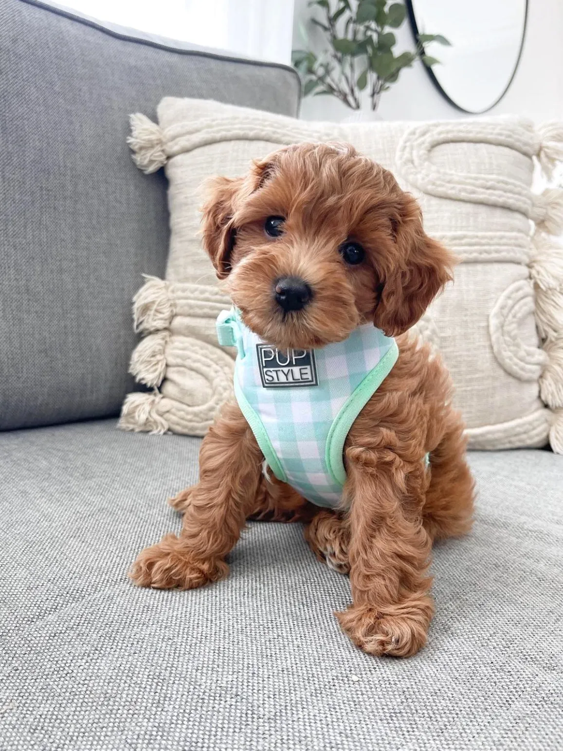 Sweet Apple Harness
